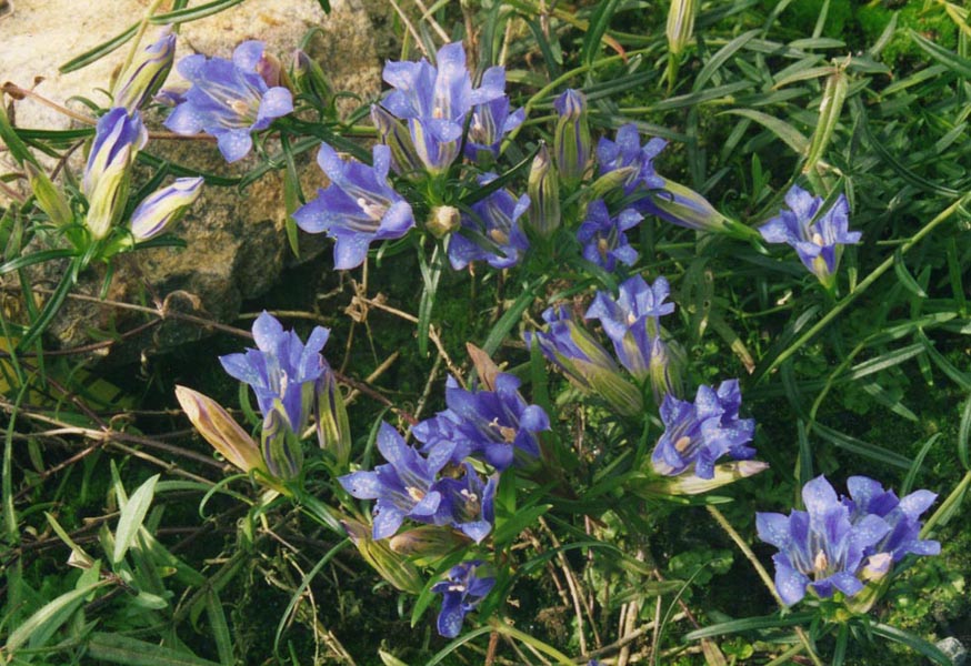 Gentiana pneumonanthe